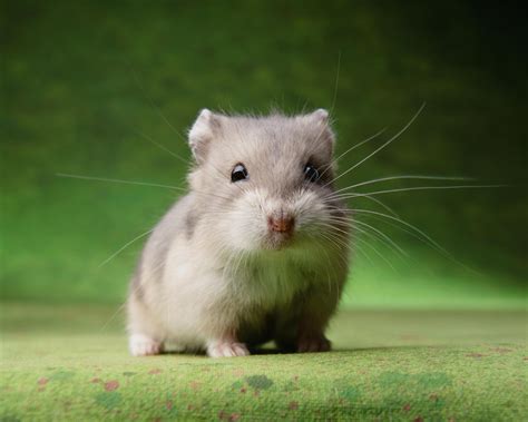 hamster xx|Hamsters as Pets .